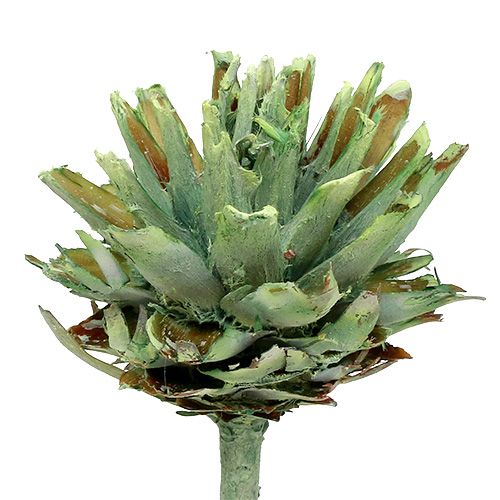 Product Plumosum 1 Green frosted 25 pcs