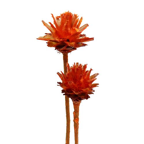 Floristik24 Plumosum 1 Orange 25 pcs
