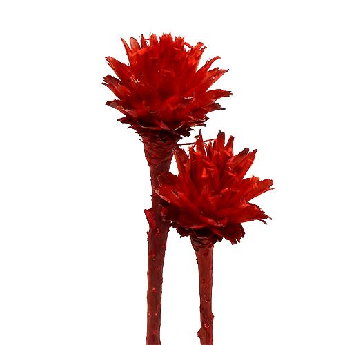 Floristik24 Plumosum 1 Red 25 pcs