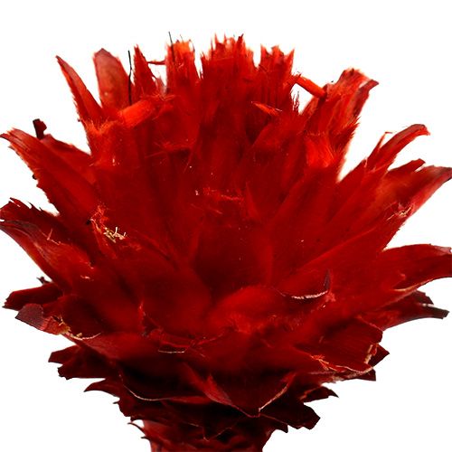 Product Plumosum 1 Red 25 pcs