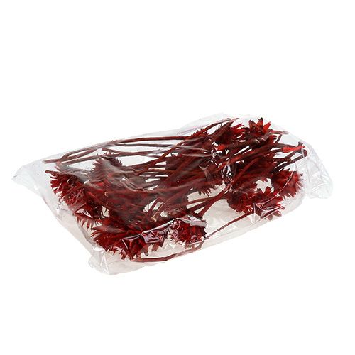 Product Plumosum 1 Red 25 pcs