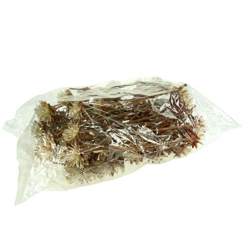 Product Leucospermum 1-3 Mix cream 100 heads