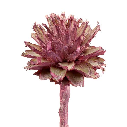 Product Leucospermum 1 blackberry frosted 25 pcs