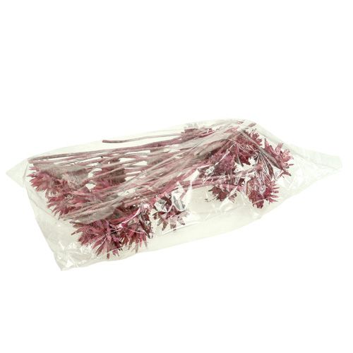 Product Leucospermum 1 blackberry frosted 25 pcs