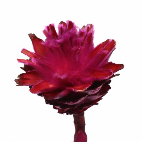Product Plumosum 1 Erica 25 pcs