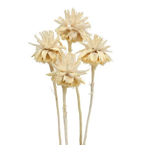 Product Plumosum 1 bleached 25 pcs