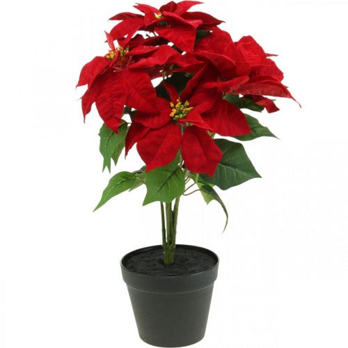Floristik24 Artificial Christmas Star Red Artificial flowers in a pot H53cm