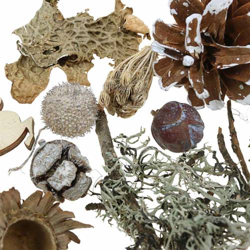 Floristik24 Dry floral handicraft set Advent cones and moss white washed 150g