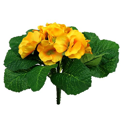 Floristik24 Primrose 15cm Yellow