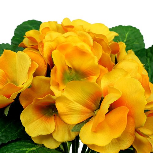 Floristik24 Primrose 15cm Yellow