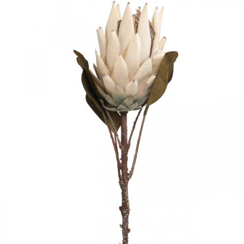 Protea Artificially Withered Drylook Beige Brown Green 72cm