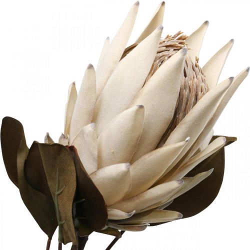 Product Protea Artificially Withered Drylook Beige Brown Green 72cm