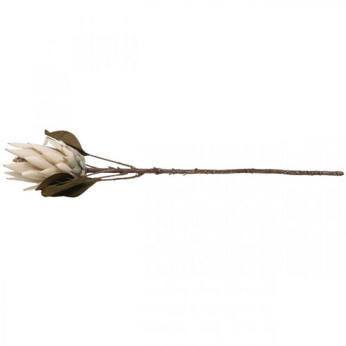Floristik24 Protea Artificially Withered Drylook Beige Brown Green 72cm