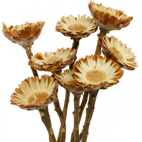 Protea Compacta Rosette Natural Dried Flower Sugar Bush 8 pcs