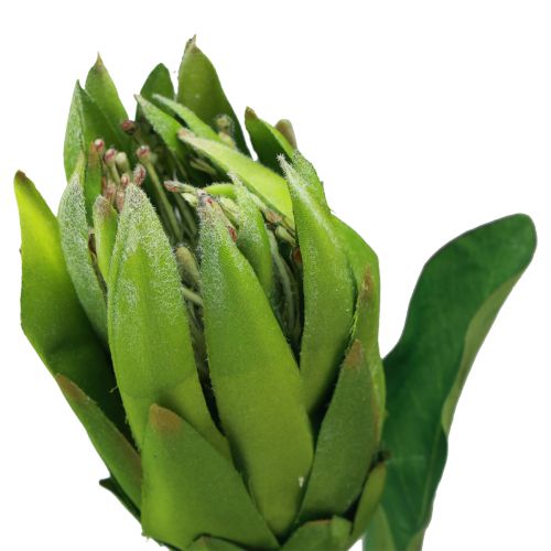 Product Protea Green Red Artificial Flower Artificial Branch L65cm Ø5.5cm