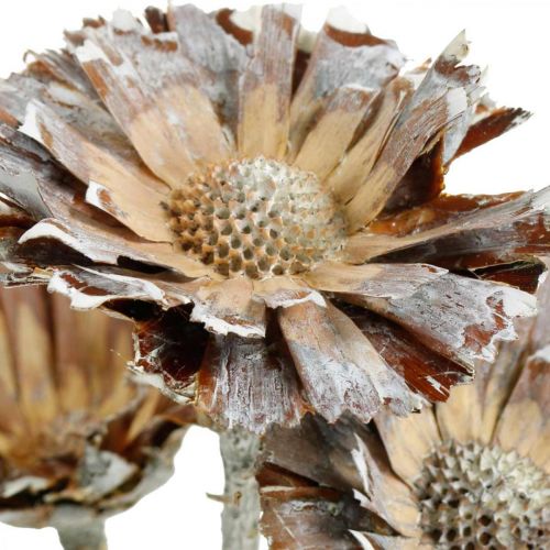 Product Exotic mix Protea Rosette natural, white washed dried flower 9pcs