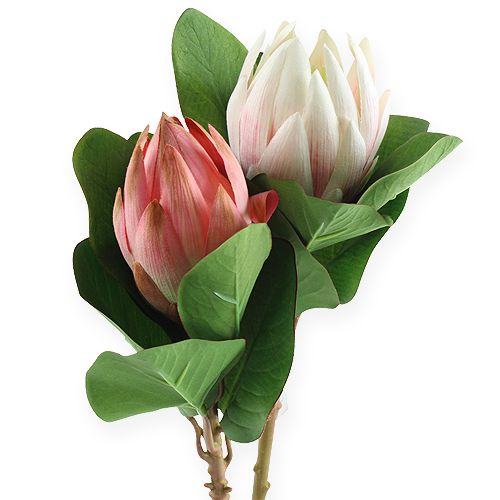 Floristik24 Protea Rosa 54cm 2pcs