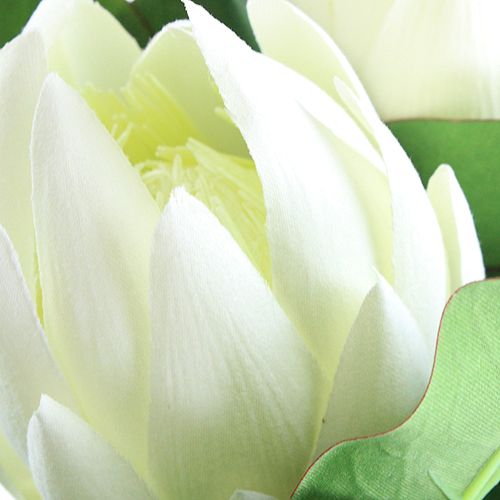 Floristik24 Protea White 54cm 2pcs