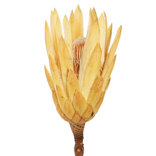 Floristik24 Proteen dried Repens cream 1st choice 10-12cm 25 pcs