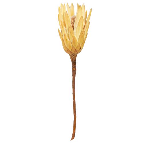 Product Proteen dried Repens cream 1st choice 10-12cm 25 pcs