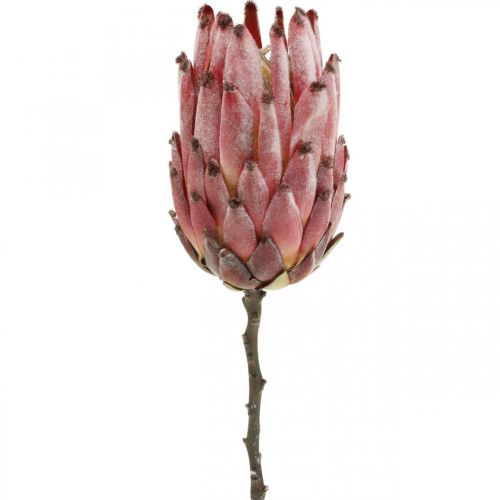 Floristik24 Artificial Protea Red Exotic artificial flower H55cm