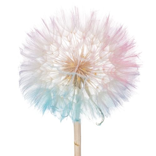 Floristik24 Dried dandelion flower, elegant, long-lasting, easy to care for, 50cm, 4 pieces