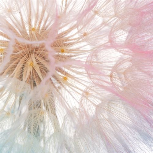 Product Dried dandelion flower, elegant, long-lasting, easy to care for, 50cm, 4 pieces