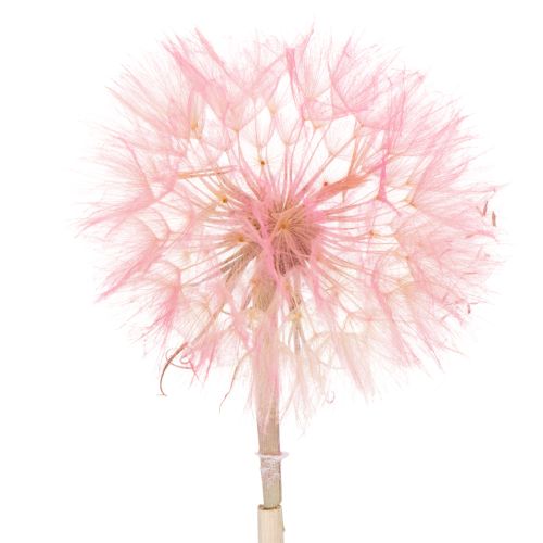 Floristik24 Decorative flower branch, dandelion design, for elegant home decoration, 50cm, 4 pieces