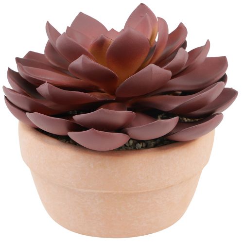 Floristik24 Succulent in pot Echeveria artificial red Ø15cm