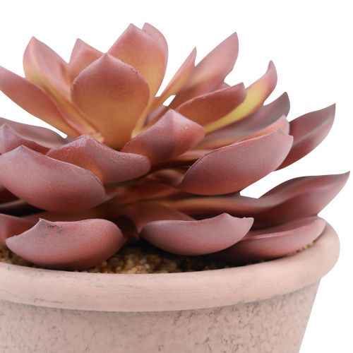 Product Succulent in pot Echeveria artificial red vintage Ø15cm H16cm