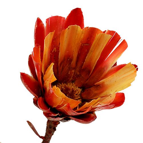 Product Repens Cup Red 25 pcs