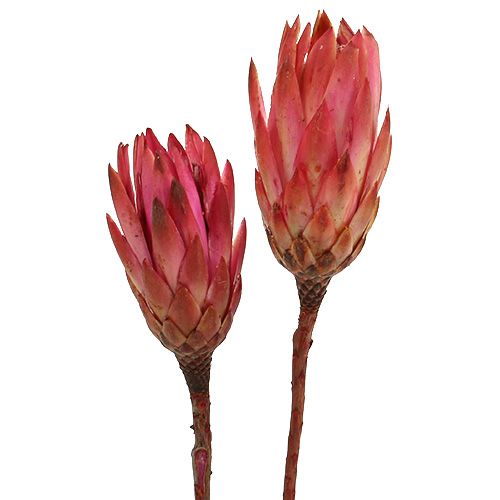 Floristik24 Repens Erika 25 pcs