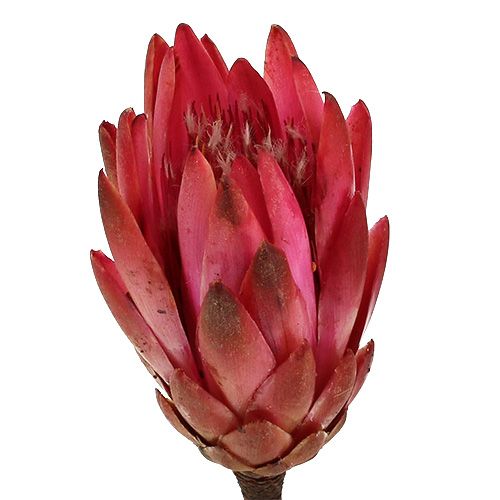 Product Repens Erika 25 pcs