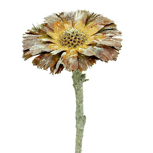 Product Repens Rosette Green frosted 8cm - 9cm 25 pcs