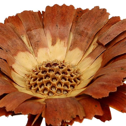 Product Repens Rosette Light 8-9cm 25 pcs