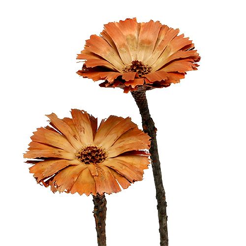 Product Repens Rosette Natural 6-7cm 50 pcs