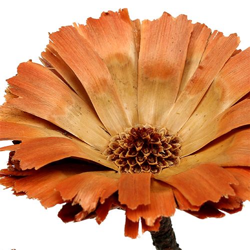 Product Repens Rosette Natural 6-7cm 50 pcs