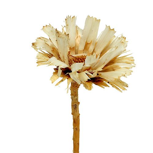 Floristik24 Repens Rosette bleached 8-9cm 20 pcs