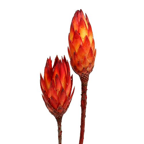 Floristik24 Repens Red 2-Tone 25 pcs