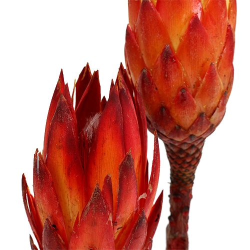 Floristik24 Repens Red 2-Tone 25 pcs