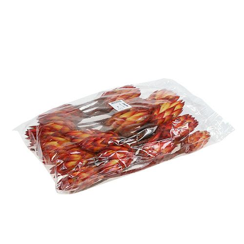 Floristik24 Repens Red 2-Tone 25 pcs