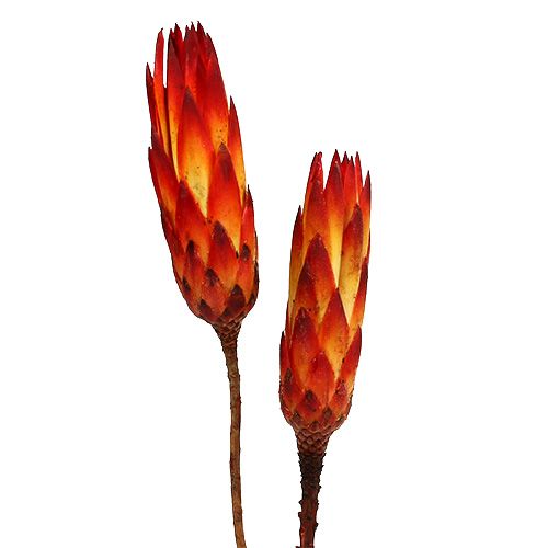 Floristik24 Repens Red small 50 pcs