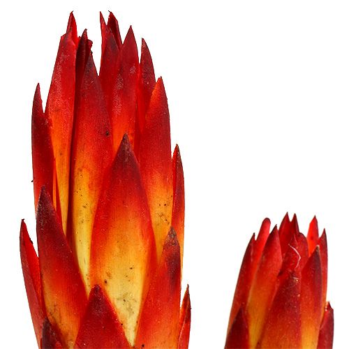 Product Repens Red small 50 pcs
