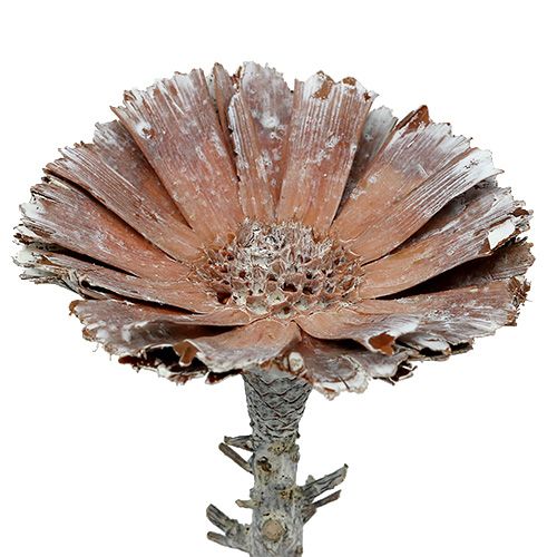 Product Repens Rosette 6-7cm White washed 25 pcs