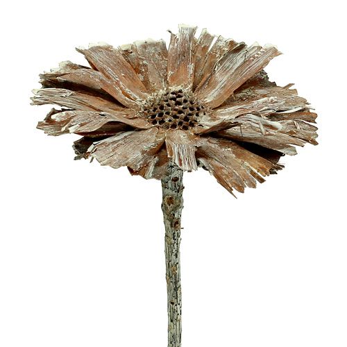 Product Protea Rosette 8-9cm white washed 25 pcs