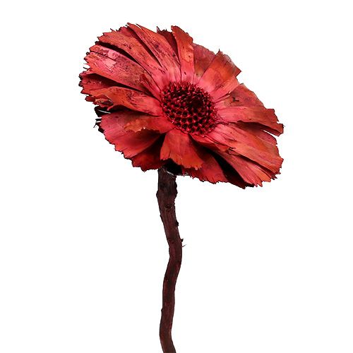 Floristik24 Repens Rosette Erika 8cm - 9cm 25 pcs