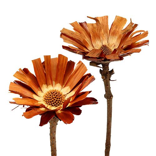 Product Repens Rosette Super 10 - 12cm 20 pcs