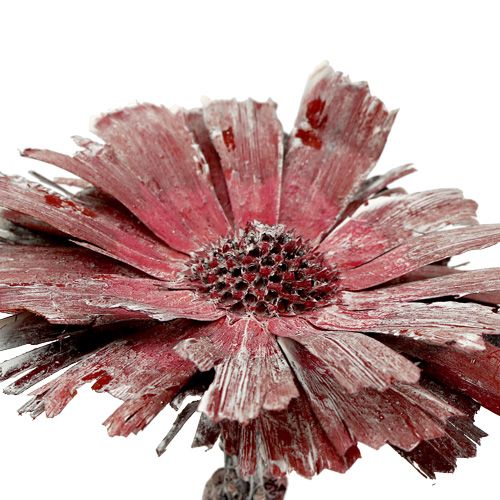 Product Protea rosette heather frosted Ø8-9cm 25 pcs