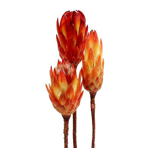 Floristik24 Repens Red 25 pcs