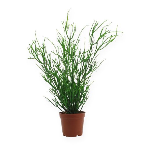 Floristik24 Rhipsalis in pot 32cm green